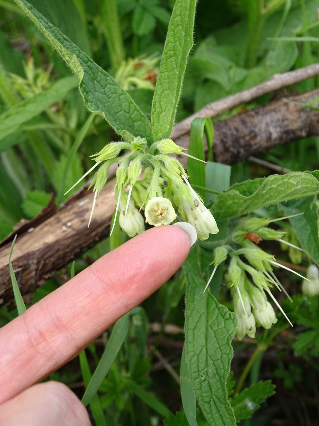 Symphytum officinale?